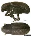 Hylurgops palliatus - Hylurgops palliatus