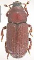 Hylurgops palliatus - photo 2