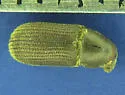 Hylurgops pinifex