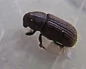 Hylurgops pinifex - photo 2