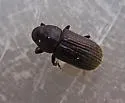 Hylurgops pinifex - photo 3