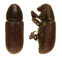 Hylurgops porosus