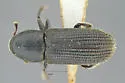 Hylurgops reticulatus