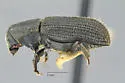 Hylurgops reticulatus - photo 2