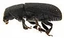 Hylurgops reticulatus - photo 5