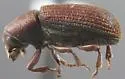Hylurgops rugipennis - photo 2