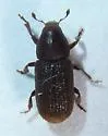 Hylurgops rugipennis - photo 3