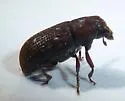 Hylurgops rugipennis - photo 4