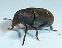 Hylurgops rugipennis - photo 5