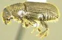 Red-haired Pine Bark Beetle - photo 2