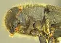 Red-haired Pine Bark Beetle - photo 4
