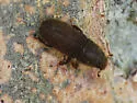 Red-haired Pine Bark Beetle - photo 5