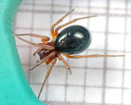 Hylyphantes graminicola