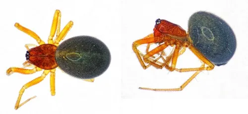 Hylyphantes graminicola - photo 2