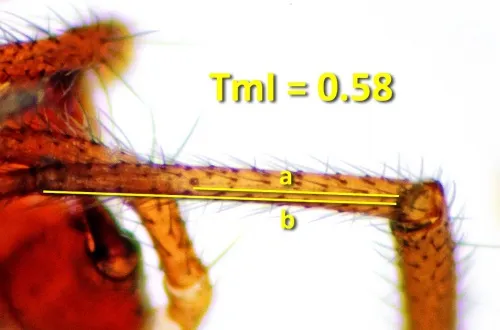 Hylyphantes graminicola - photo 4