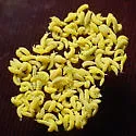 Golden Snow-flea