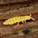 Golden Snow-flea - photo 2