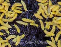 Golden Snow-flea - photo 4