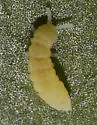 Golden Snow-flea - photo 5