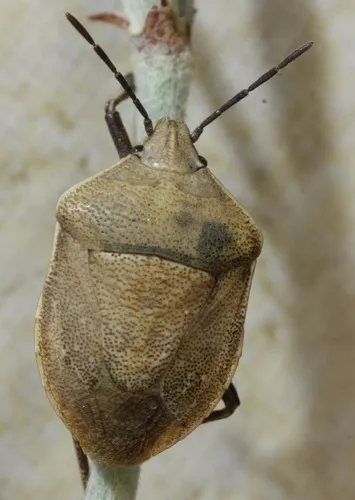 Hymenarcys crassa