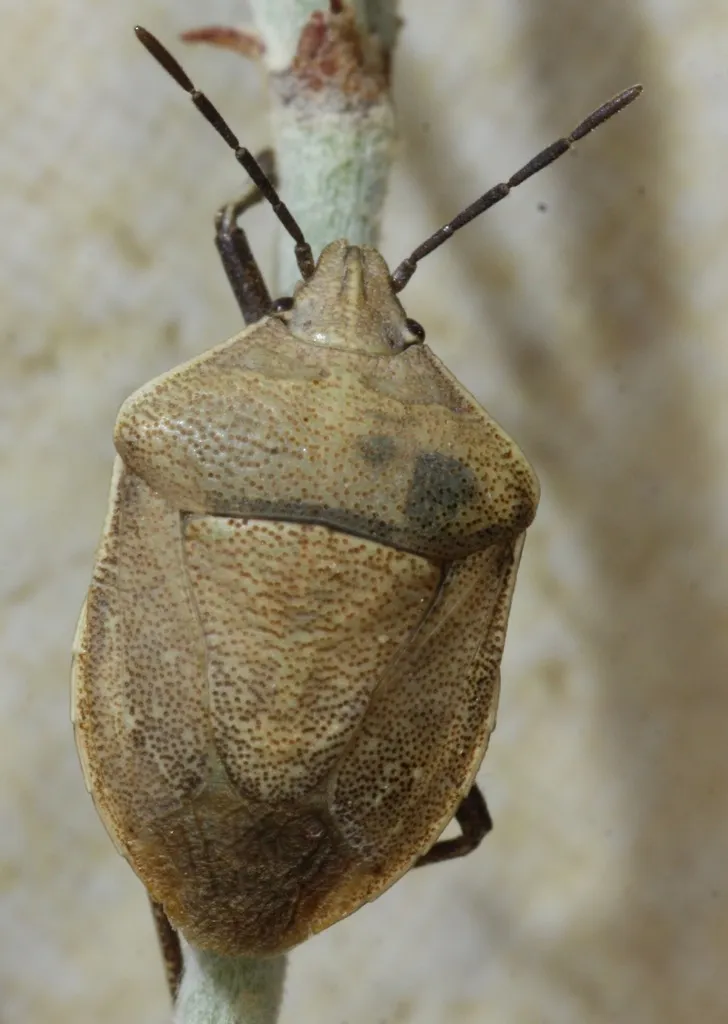 Hymenarcys crassa - photo 2