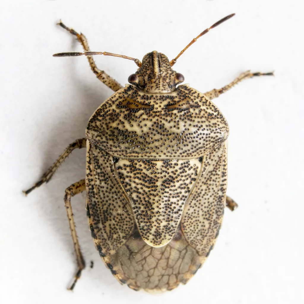Hymenarcys nervosa - photo 2