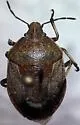 Hymenarcys reticulata