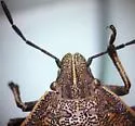 Hymenarcys reticulata - photo 2