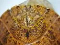 Hymenarcys reticulata - photo 4