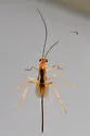 Hymenochaonia delicata