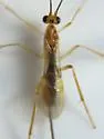 Hymenochaonia delicata - photo 2