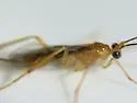Hymenochaonia delicata - photo 3