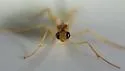Hymenochaonia delicata - photo 4