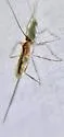 Hymenochaonia delicata - photo 5
