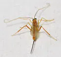 Hymenochaonia nupera
