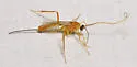 Hymenochaonia nupera - photo 2