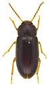 Hymenochara arizonensis