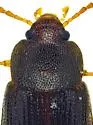 Hymenochara arizonensis - photo 2