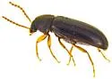 Hymenochara arizonensis - photo 3