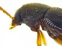 Hymenochara arizonensis - photo 4