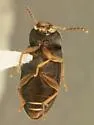 Hymenochara rufipes - Hymenochara rufipes