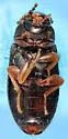 Hymenochara rufipes - photo 3