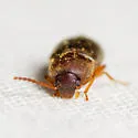 Hymenochara rufipes - photo 4