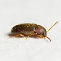 Hymenochara rufipes - photo 5