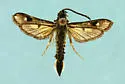 Burrowbush Borer Moth - Hodges#2626
