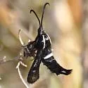 Burrowbush Borer Moth - Hodges#2626 - photo 2
