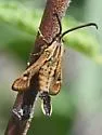 Burrowbush Borer Moth - Hodges#2626 - photo 3