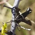Burrowbush Borer Moth - Hodges#2626 - photo 4