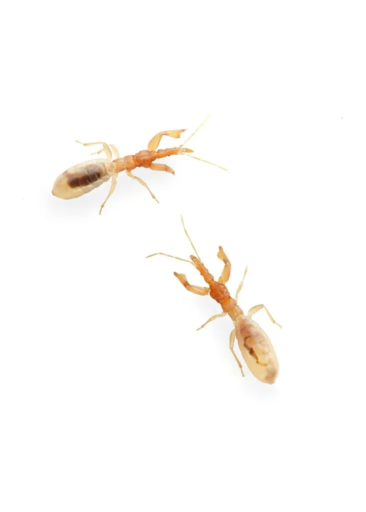 Hymenocoris formicinus - photo 2