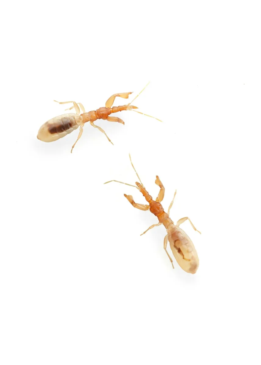 Hymenocoris formicinus - photo 3